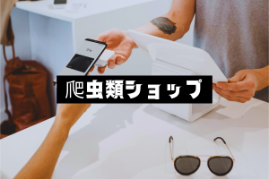 アカメカブトトカゲ